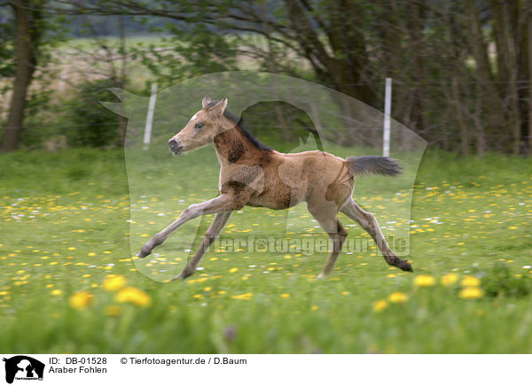 Araber Fohlen / arabian horse foal / DB-01528
