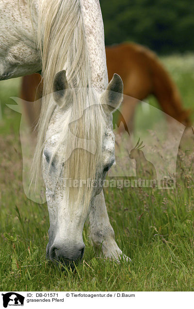 grasendes Pferd / grazing horse / DB-01571