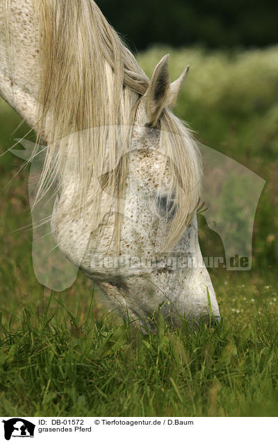 grasendes Pferd / grazing horse / DB-01572