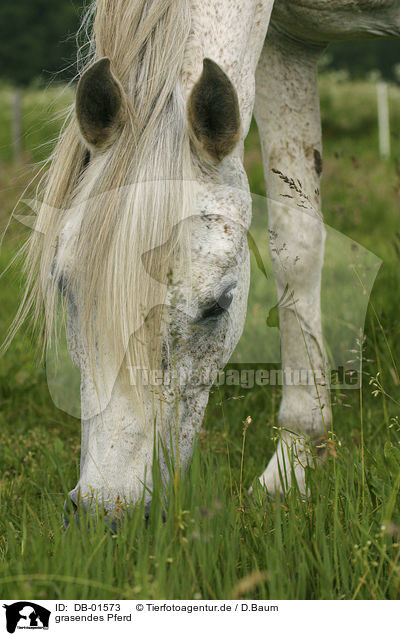grasendes Pferd / grazing horse / DB-01573