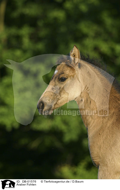 Araber Fohlen / arabian horse foal / DB-01576