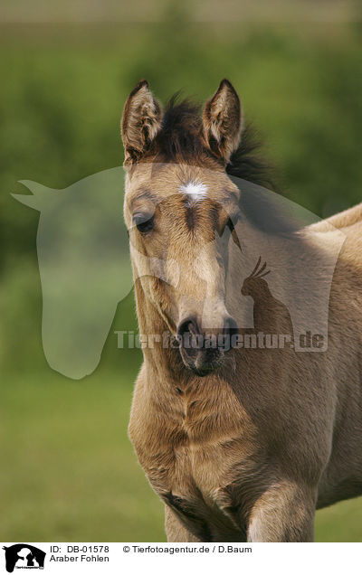 Araber Fohlen / arabian horse foal / DB-01578