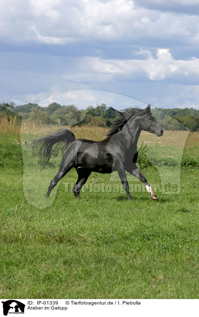 Araber im Galopp / IP-01339