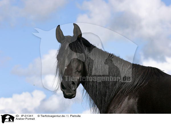 Araber Portrait / IP-01341