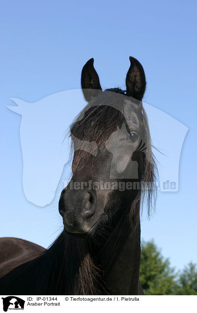 Araber Portrait / arabian horse portrait / IP-01344