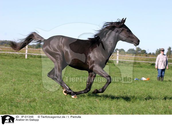 Araber im Galopp / galoping arabian horse / IP-01346
