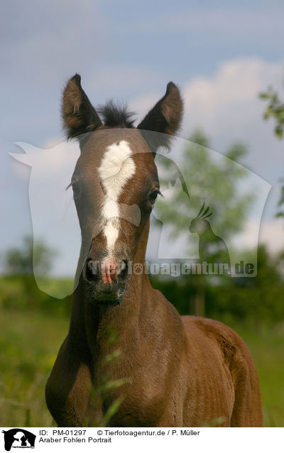 Araber Fohlen Portrait / PM-01297