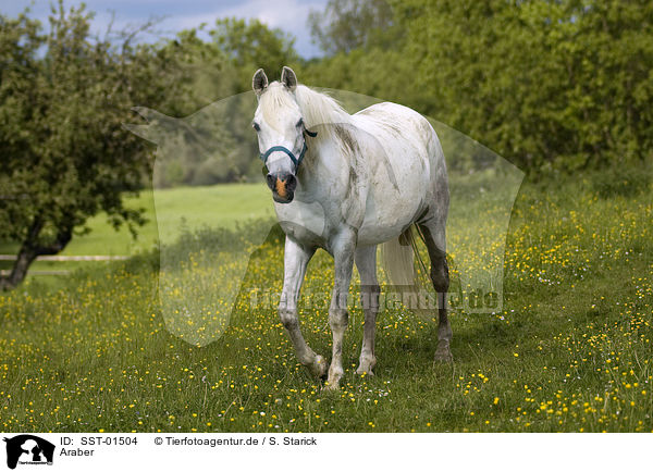 Araber / arabian horse / SST-01504