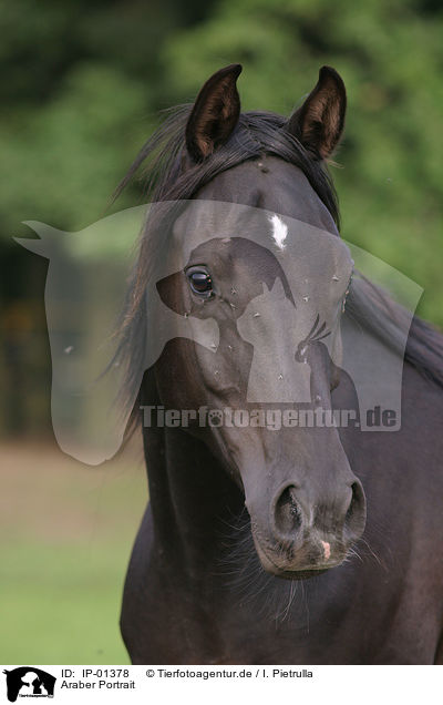 Araber Portrait / IP-01378