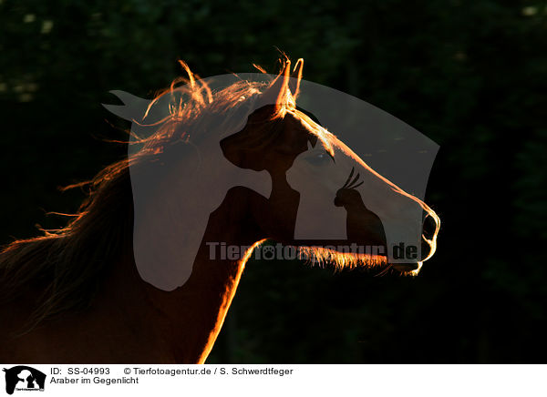 Araber im Gegenlicht / SS-04993