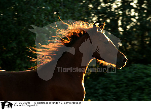 Araber im Gegenlicht / SS-05006
