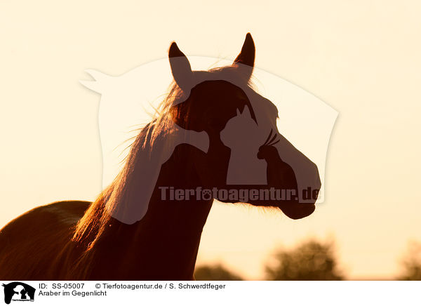 Araber im Gegenlicht / SS-05007