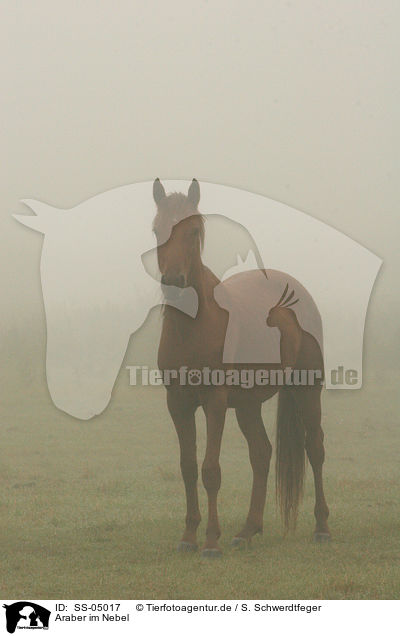 Araber im Nebel / arabian horse in a mist / SS-05017