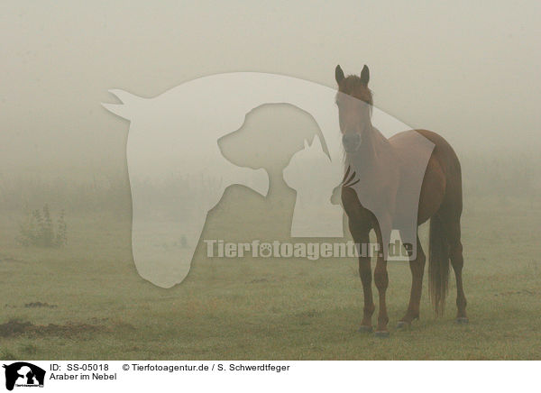 Araber im Nebel / SS-05018