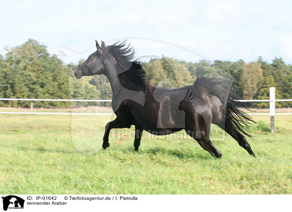rennender Araber / running arabian horse / IP-01642