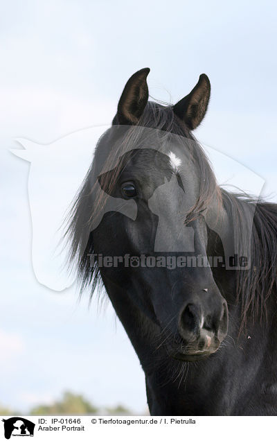 Araber Portrait / arabian horse portrait / IP-01646