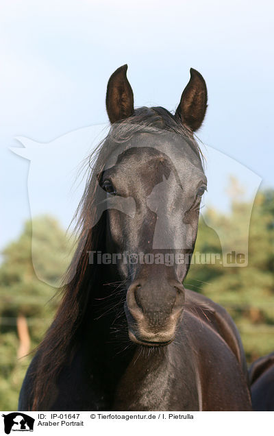 Araber Portrait / arabian horse portrait / IP-01647