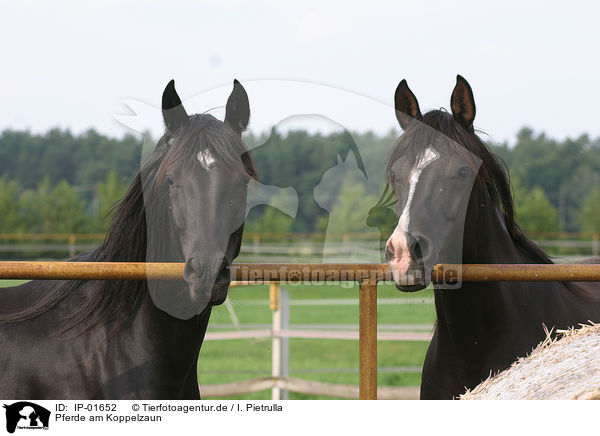 Pferde am Koppelzaun / horses / IP-01652