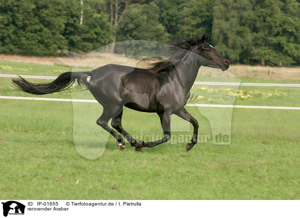 rennender Araber / running arabian horse / IP-01655