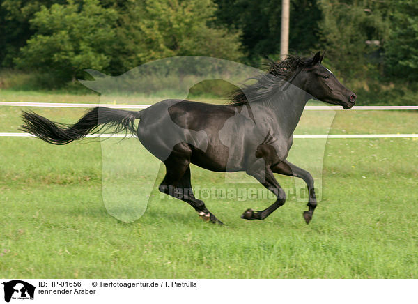 rennender Araber / running arabian horse / IP-01656