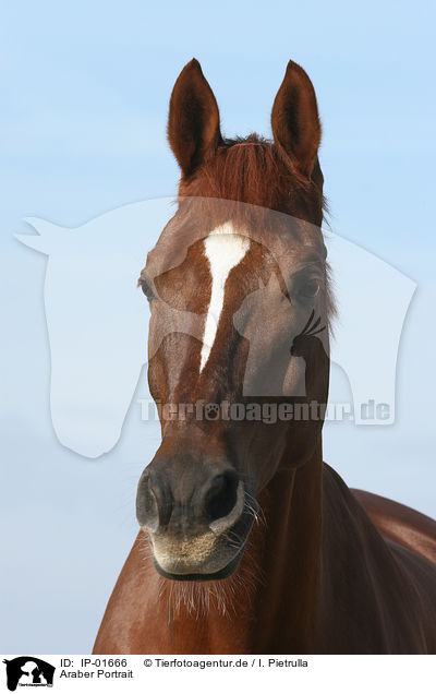 Araber Portrait / Arabian Horse Portrait / IP-01666