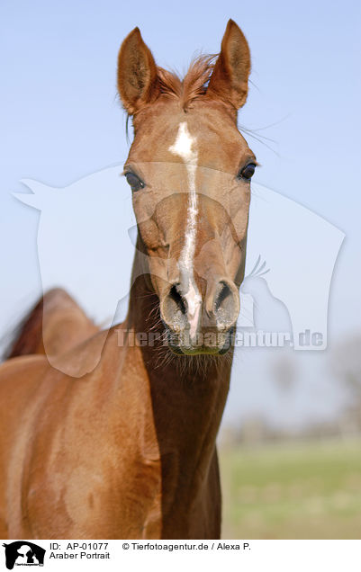 Araber Portrait / Arabian Horse Portrait / AP-01077