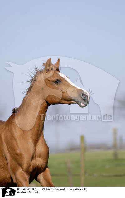 Araber Portrait / Arabian Horse Portrait / AP-01078