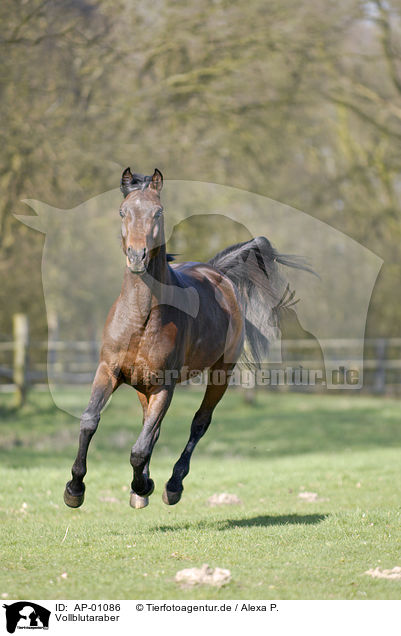 Vollblutaraber / Arabian Horse / AP-01086