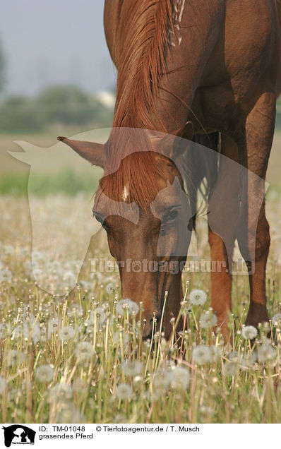 grasendes Pferd / grazing horse / TM-01048