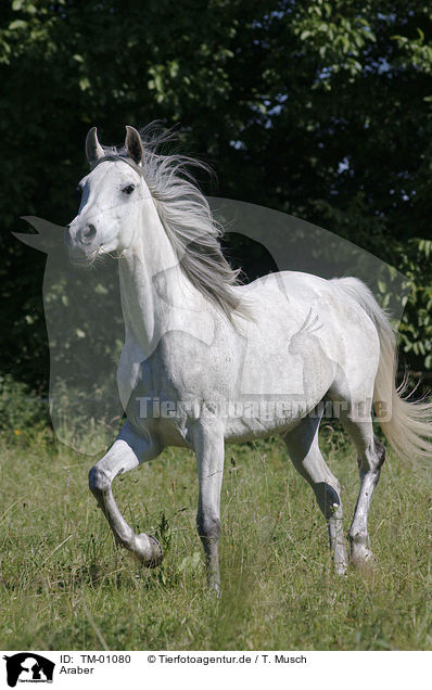 Araber / Arabian Horse / TM-01080
