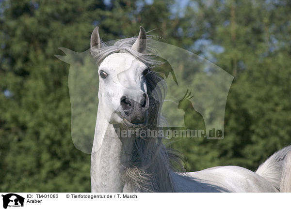 Araber / Arabian Horse / TM-01083
