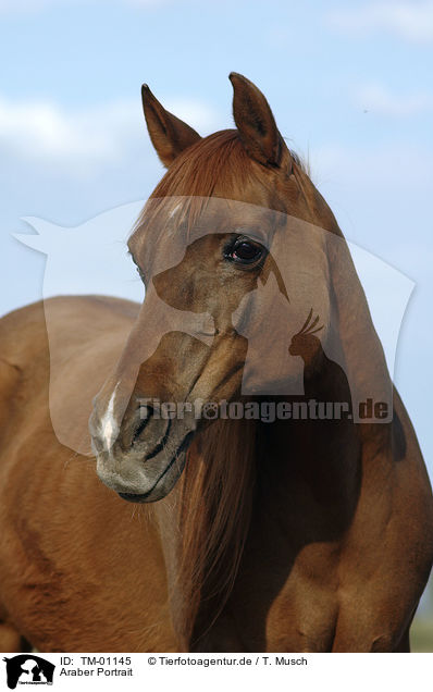 Araber Portrait / Arabian Horse / TM-01145