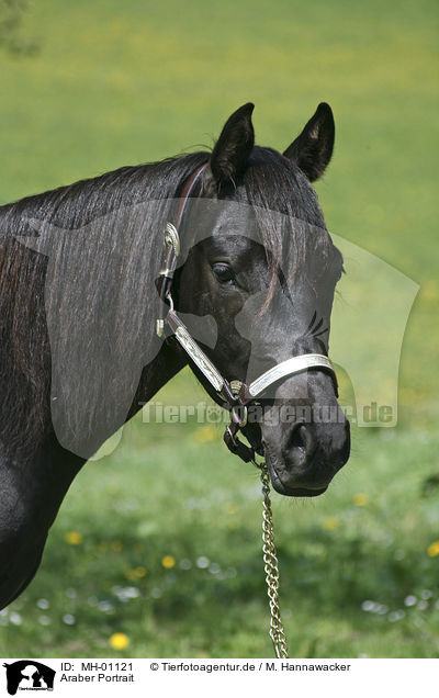 Araber Portrait / Arabian Horse Portrait / MH-01121