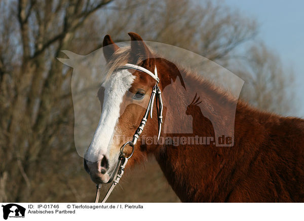 Arabisches Partbred / IP-01746