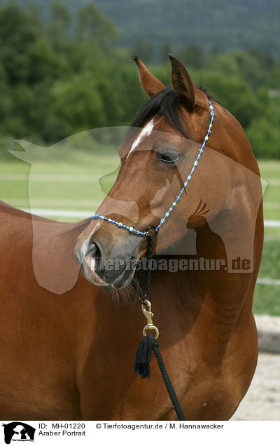 Araber Portrait / Arabian Horse Portrait / MH-01220