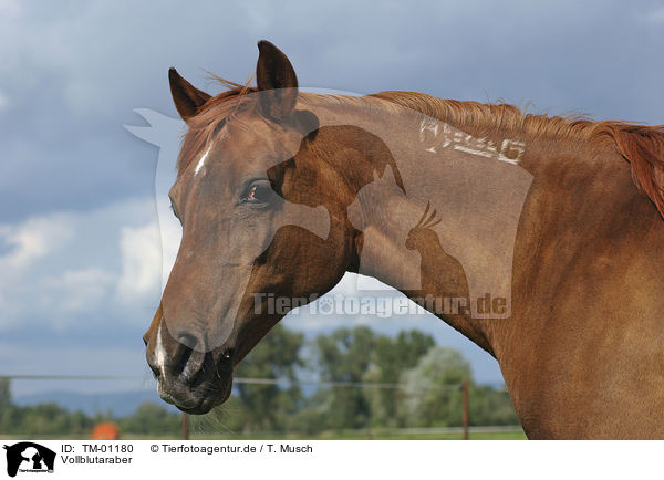 Vollblutaraber / Arabian Horse / TM-01180