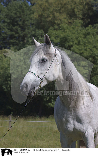 Vollblutaraber / Arabian Horse / TM-01205