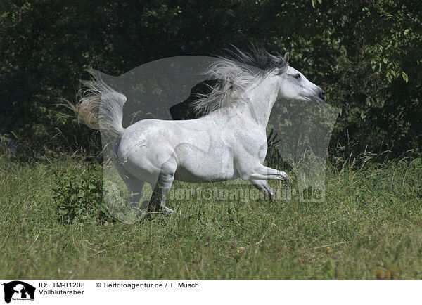 Vollblutaraber / Arabian Horse / TM-01208
