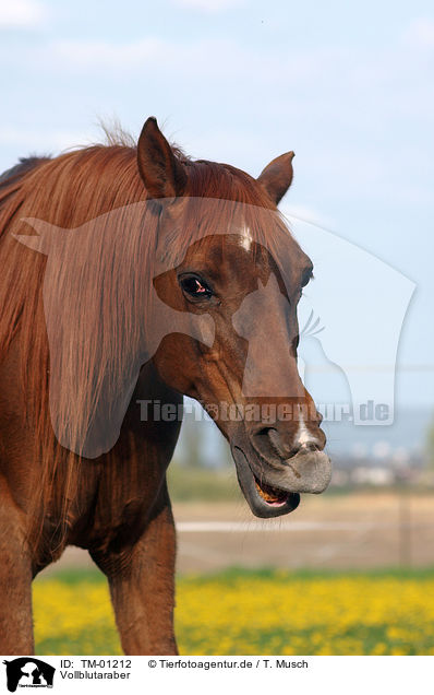 Vollblutaraber / Arabian Horse / TM-01212