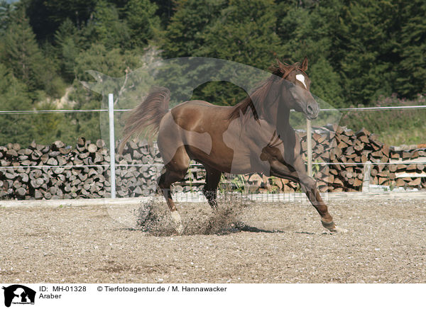 Araber / arabian horse / MH-01328