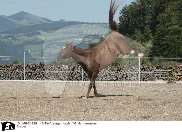 Araber / Arabian Horse / MH-01329