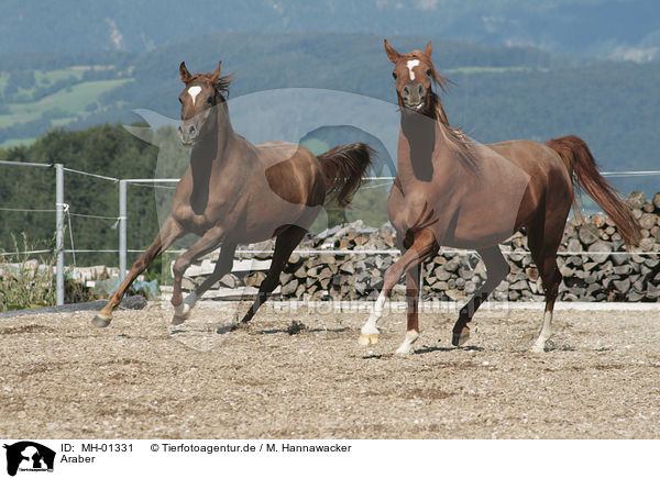 Araber / arabian horses / MH-01331