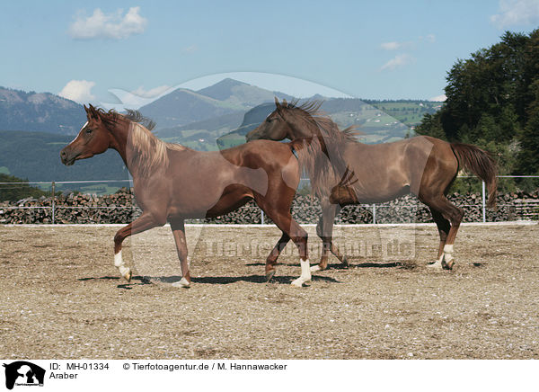 Araber / arabian horses / MH-01334