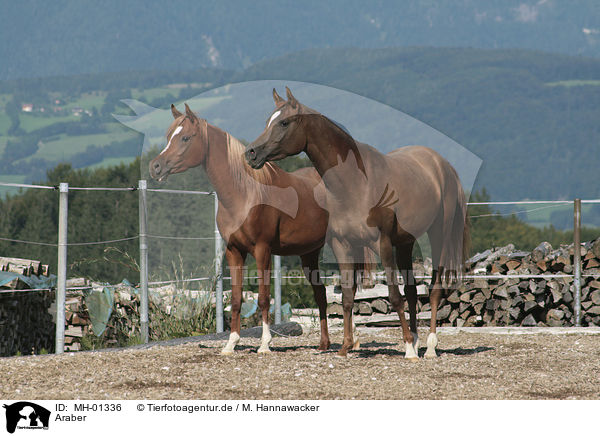 Araber / arabian horses / MH-01336