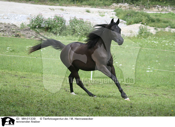 rennender Araber / running arabian horse / MH-01339