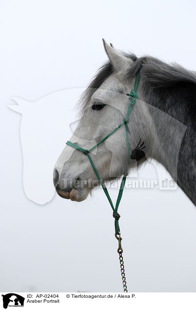 Araber Portrait / arabian horse portrait / AP-02404