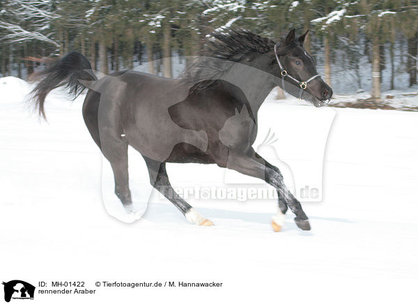 rennender Araber / running arabian horse / MH-01422
