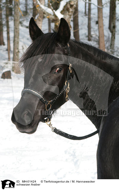 schwarzer Araber / black arabian horse / MH-01424
