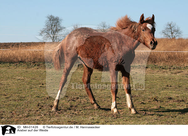 Araber auf der Weide / MH-01426