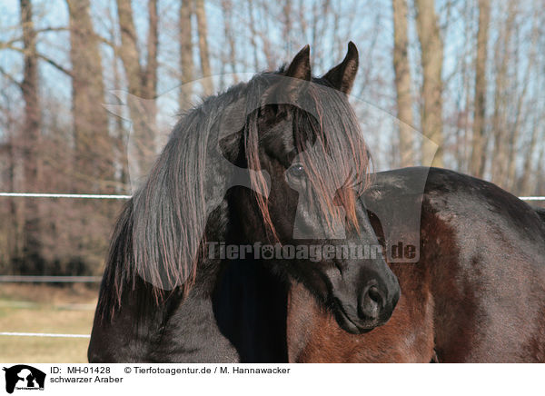 schwarzer Araber / black arabian horse / MH-01428